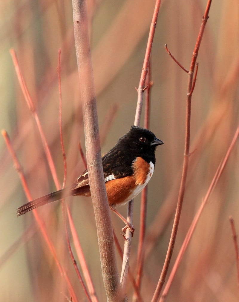 Birdwatching