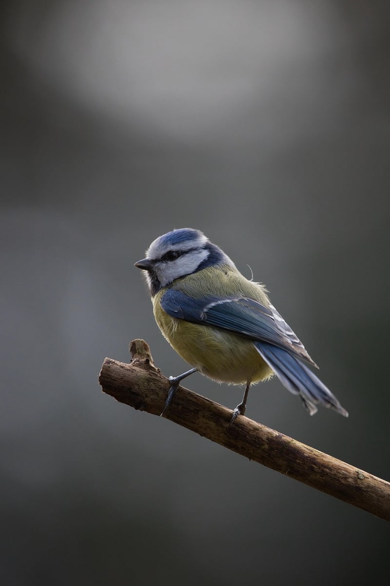 Birdwatching