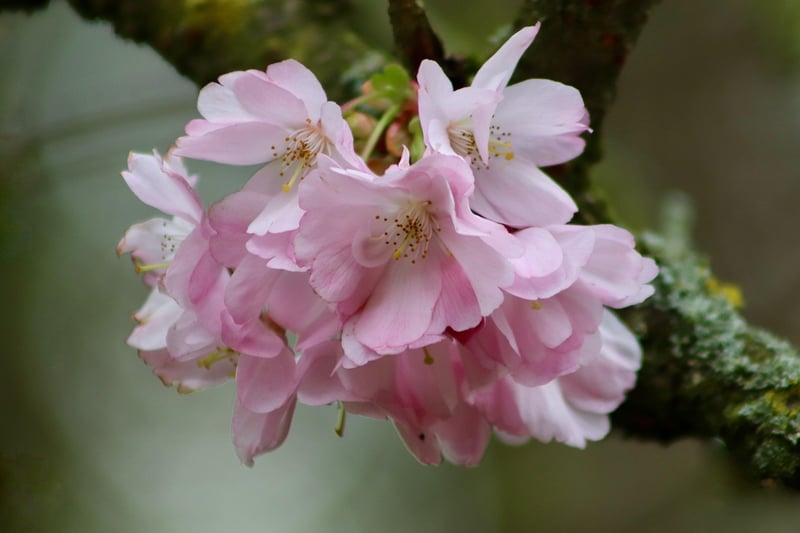 Hanami Festival