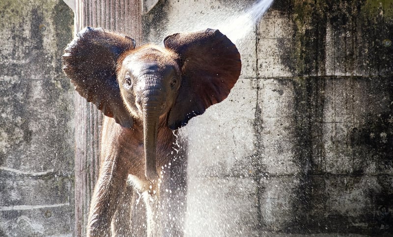 Elephant in the Savannah